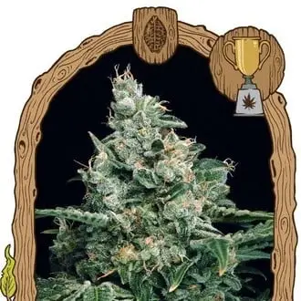 Sir Jack cannabis seeds by Exotic Seed