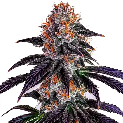 Sirius Black cannabis seeds