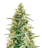 Sith OG cannabis seeds