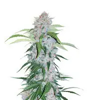 Six Shooter cannabis seeds