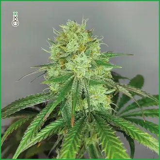 Sketch cannabis seeds by Amsterdam Genetics