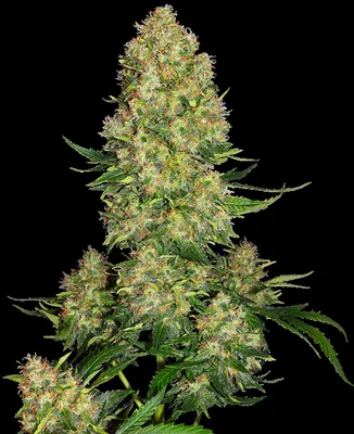 Skunk #1 cannabis seeds