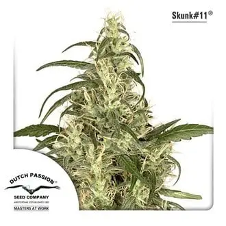 Skunk 11 cannabis seeds