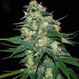 Skunk 47 cannabis seeds by World of Seeds