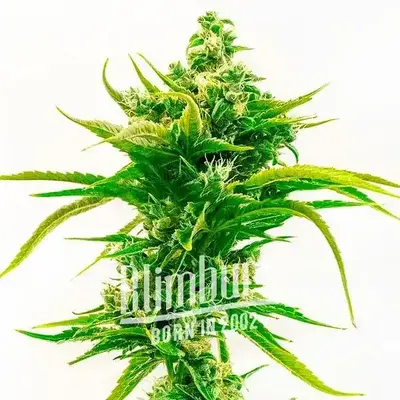 Skunk Diesel cannabis seeds by Blimburn Seeds