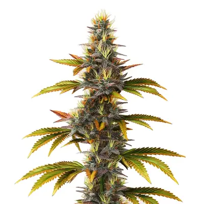 Skunk Fast Version cannabis seeds
