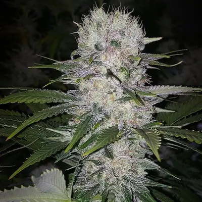 Skunk Hero RBX1 cannabis seeds