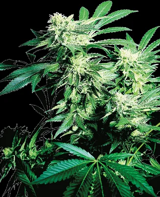 Skunk Kush cannabis seeds
