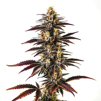 Skunk x Blueberry Fast Version cannabis seeds