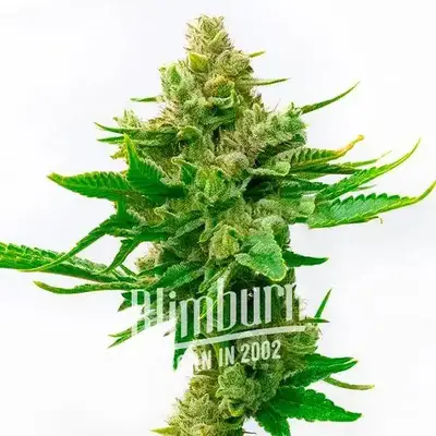 Skunk x Cinderella 99 Fast Version cannabis seeds
