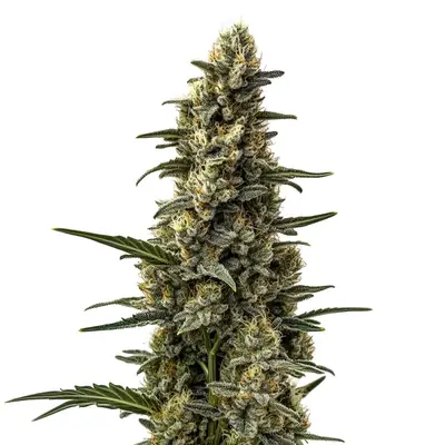 Skunk x Mazar cannabis seeds by Blimburn Seeds
