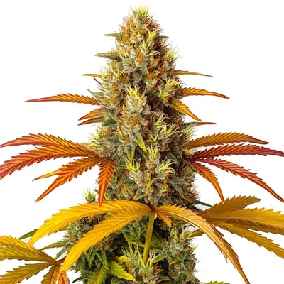 Skunk x Northern Lights Fast Version cannabis seeds