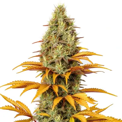Skunk x Northern Lights cannabis seeds by Blimburn Seeds