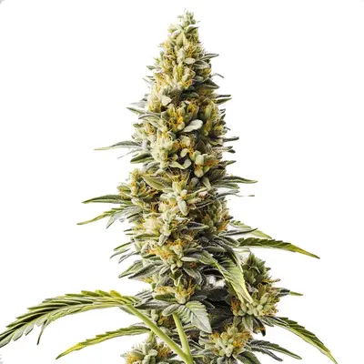 Skunk x Rosetta Stone Fast Version cannabis seeds
