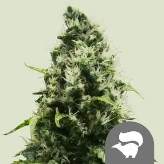 Skunk XL cannabis seeds