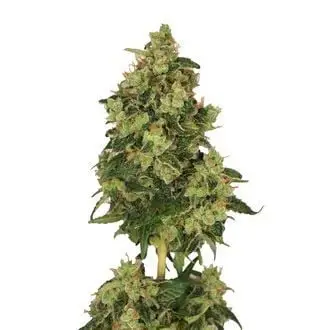 Skyrocket cannabis seeds by Amsterdam Genetics