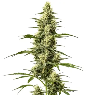 Skywalker Fast Version cannabis seeds