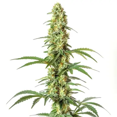 Skywalker Ghost x Triangle Kush cannabis seeds by Blimburn Seeds