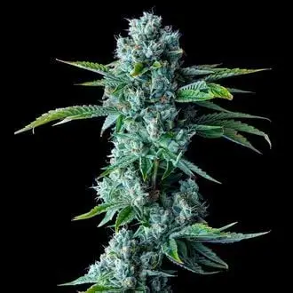 Skywalker Kush cannabis seeds