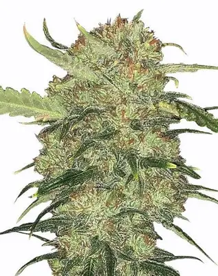 Skywalker Og cannabis seeds