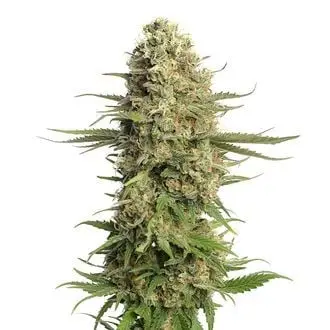 Skywalker Saga cannabis seeds by Amsterdam Genetics
