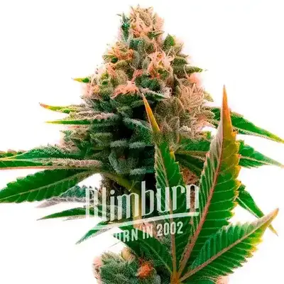 Skywalker x Girl Scout Cookies cannabis seeds