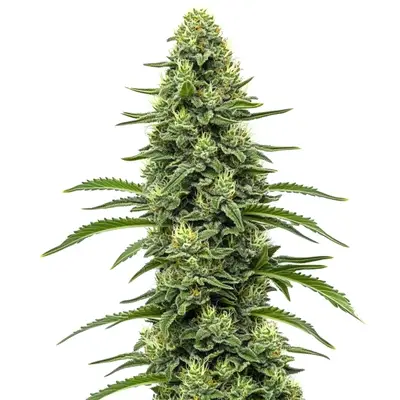Skywalker cannabis seeds by Blimburn Seeds