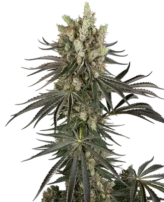 Slam Dank cannabis seeds