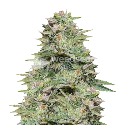 Sleepy Joe OG cannabis seeds