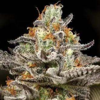 Sleepy Joe cannabis seeds