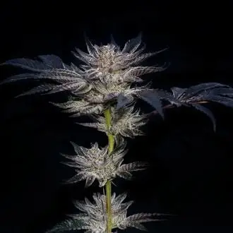 Slipstream cannabis seeds by Compound Genetics