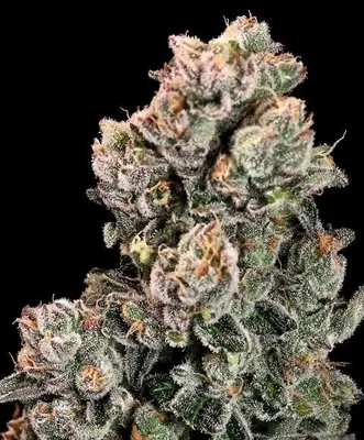 Slurpicane Fast cannabis seeds