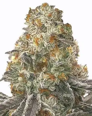 Slurricane cannabis seeds