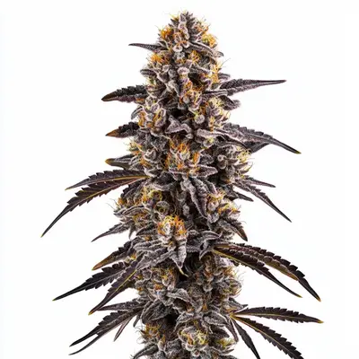 Slurty 3 cannabis seeds by Blimburn Seeds