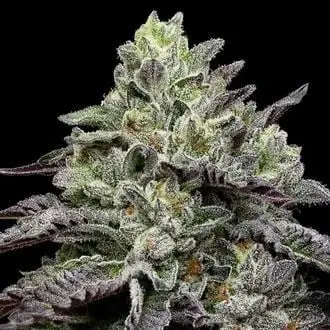 Smashberry Fumez cannabis seeds