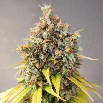 Smoothie cannabis seeds by Pure Instinto