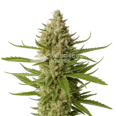 Snoop Dogg OG cannabis seeds