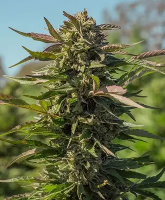 Snow Panda Fast cannabis seeds