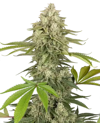 Snow Piercer cannabis seeds