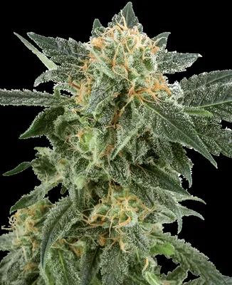 Snow Ryder cannabis seeds