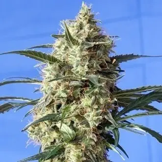 Snow White cannabis seeds by Spliff Seeds