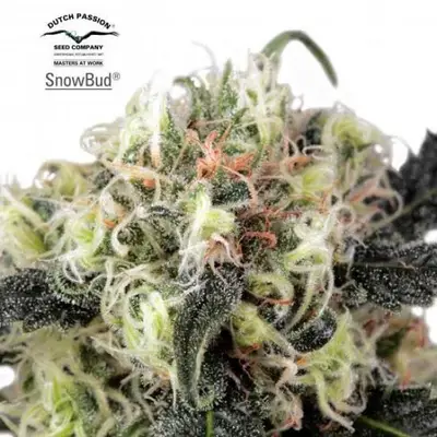 SnowBud cannabis seeds by Dutch Passion