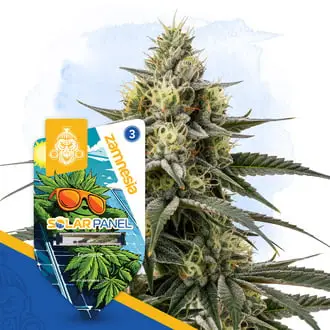 Solar Panel cannabis seeds by Zamnesia Seeds
