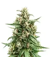 Solomatic Auto CBD cannabis seeds