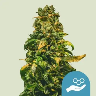 Solomatic CBD cannabis seeds by Royal Queen Seeds