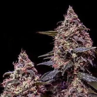 Somango 47 cannabis seeds