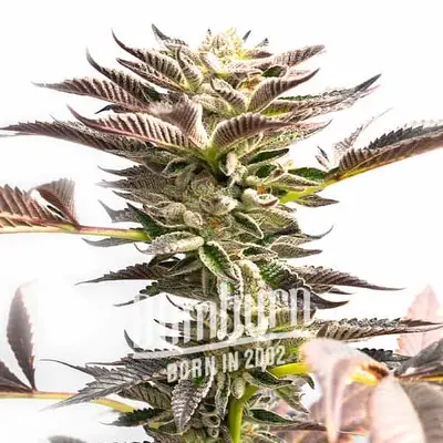 Somango Fast Version cannabis seeds