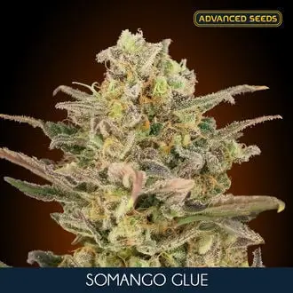 Somango Glue cannabis seeds