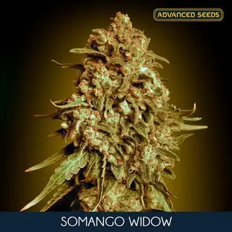 Somango Widow cannabis seeds by Advanced Seeds