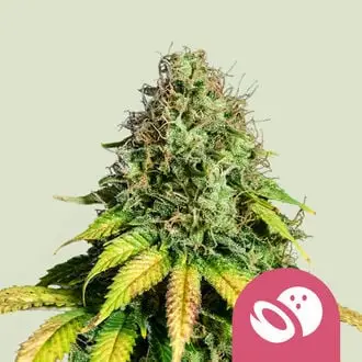 Somango XL cannabis seeds by Royal Queen Seeds